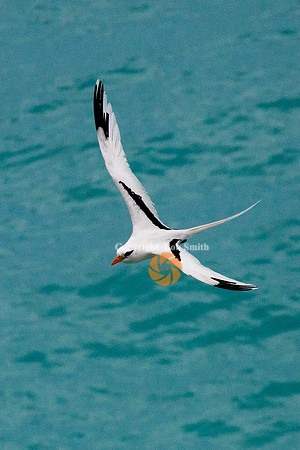 longtail1 copy