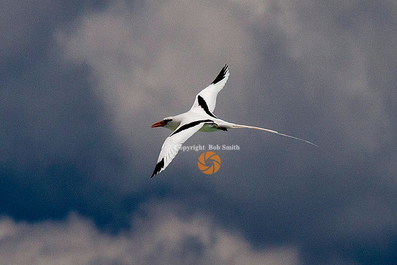 longtail3 copy