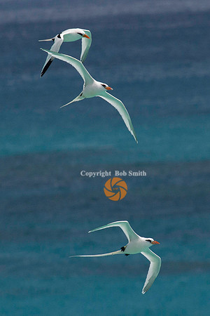 longtail5 copy