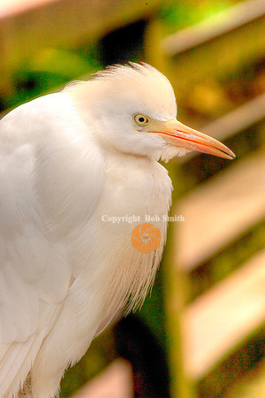 Heron1a