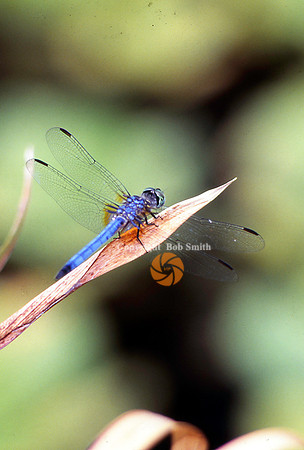 Dragonfly1a