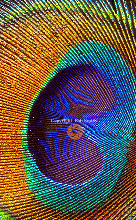 Feather1b