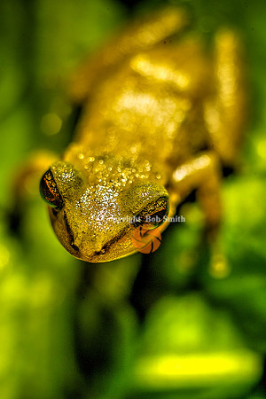 Treefrog1