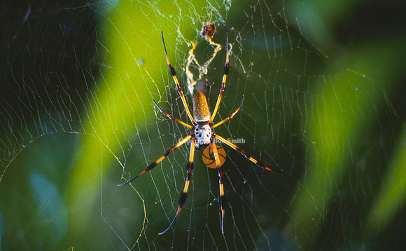 Spider1
