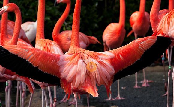 Flamingo2