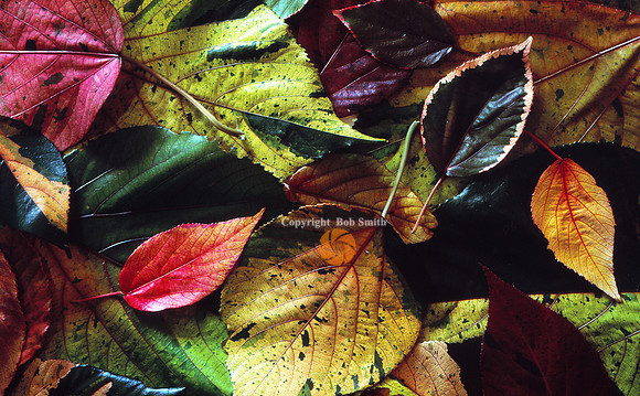 Leaves1